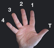 Numbering of the fingers of the right hand (the hand that picks the strings)